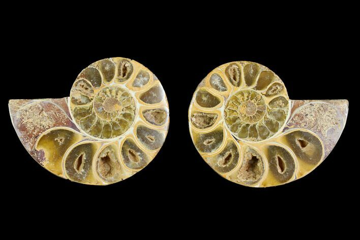 Cut & Polished Agatized Ammonite Fossil- Jurassic #131681